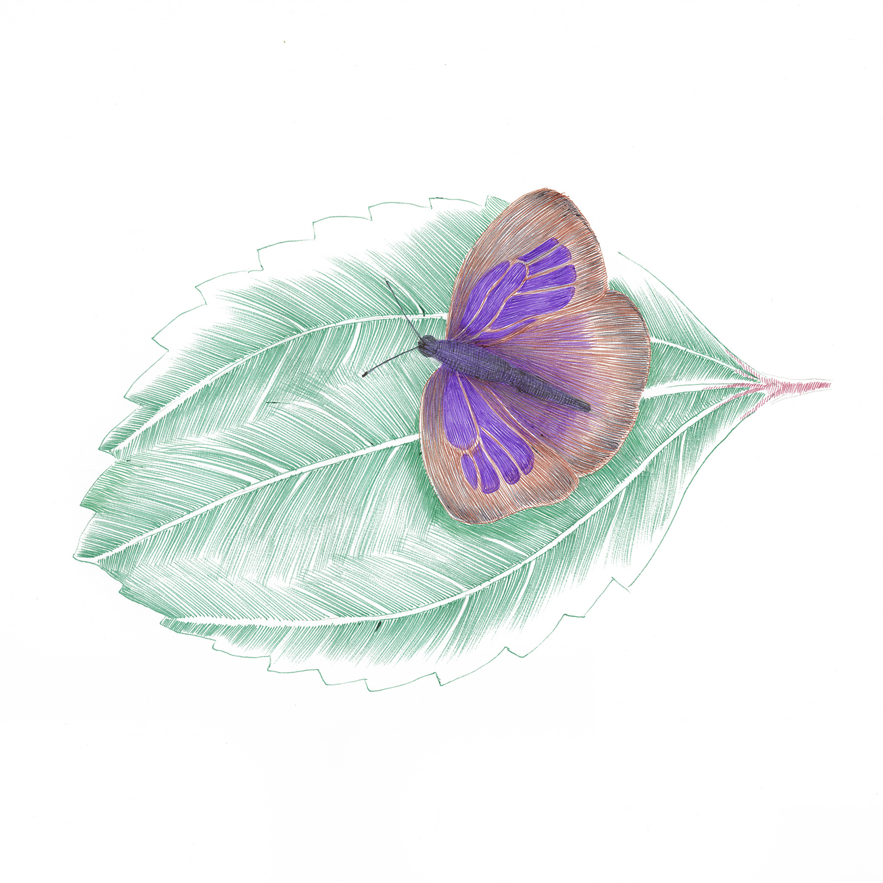 Japanese Oakblue Butterfly