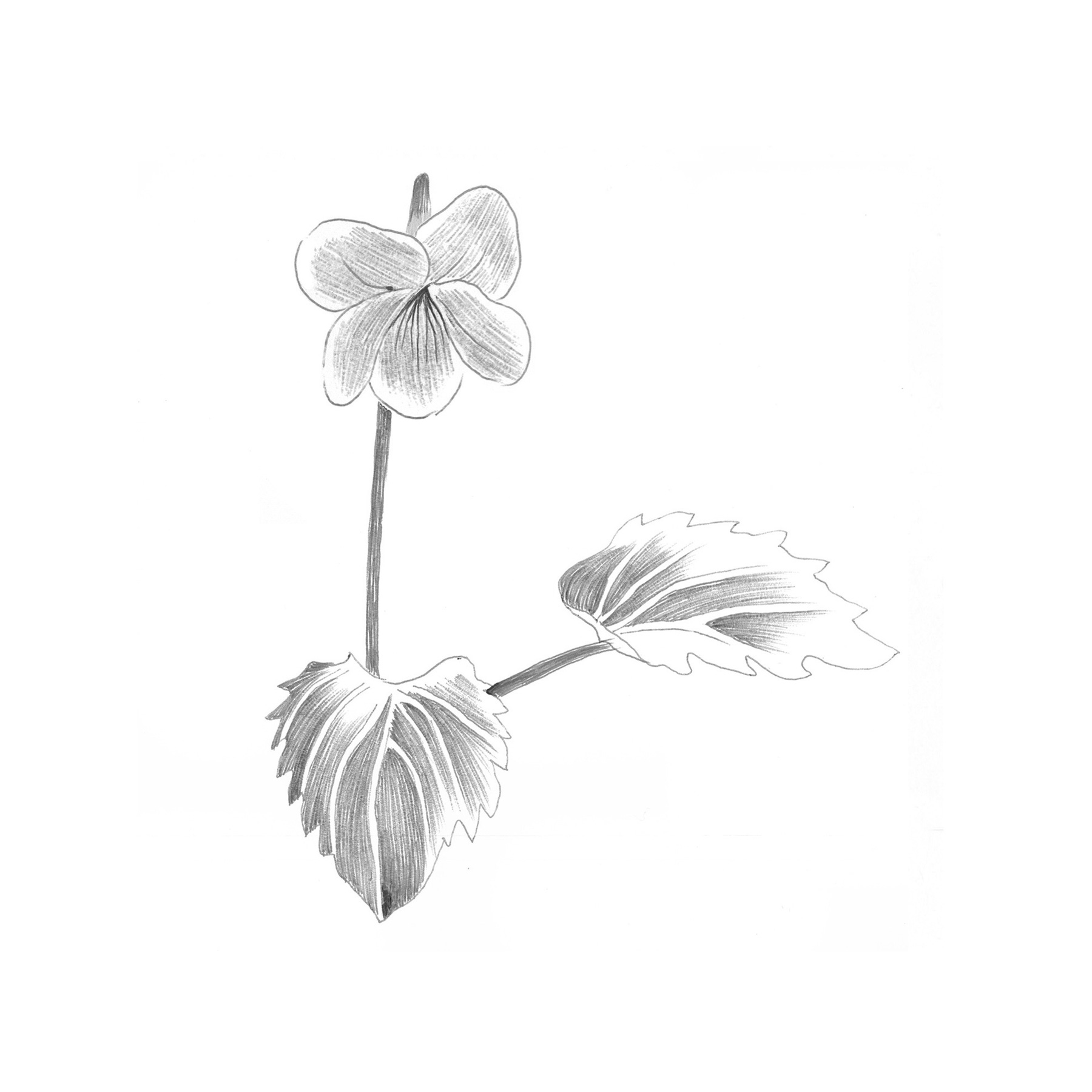 Viola Eizanensis Forma Simplicifolia