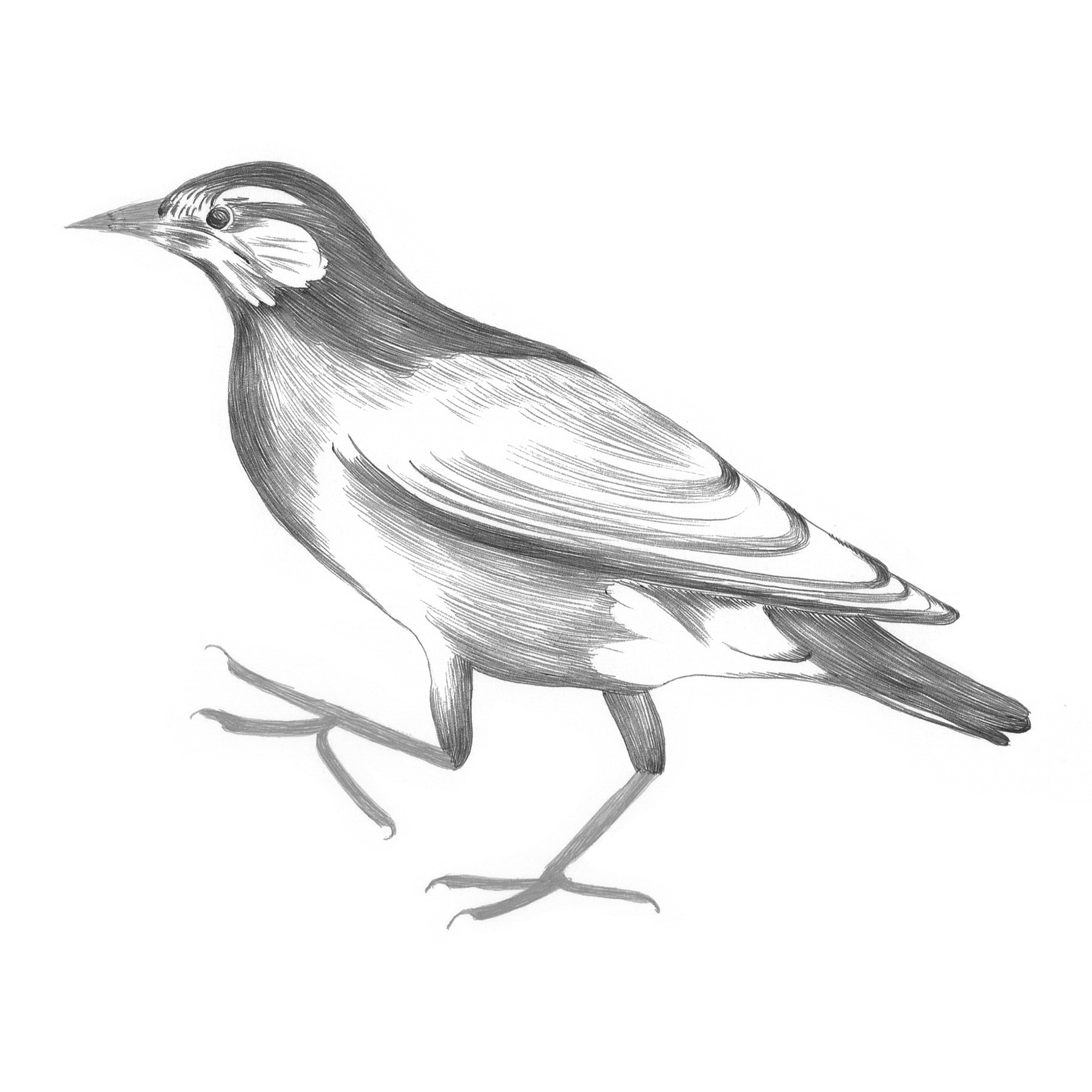 White-cheeked Starling